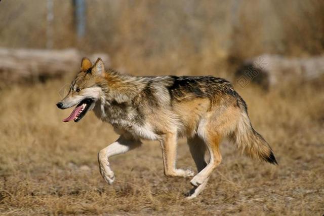 狼 墨西哥狼 犬红斑狼疮贝氏 犬红斑狼疮 犬 EL LOBO