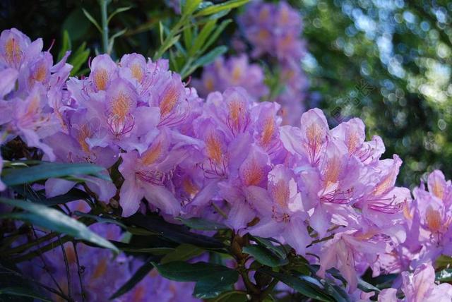 映山红 紫色 花 花的 杜鹃 特写 盛开 灌木