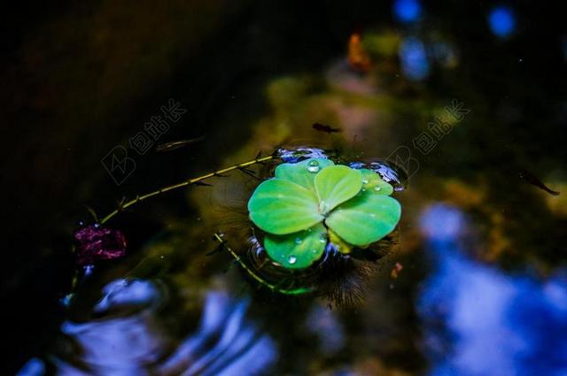 浮萍 漂浮植物 自然 波纹 佛罗里达州 浮动 宁静的水绿地植物