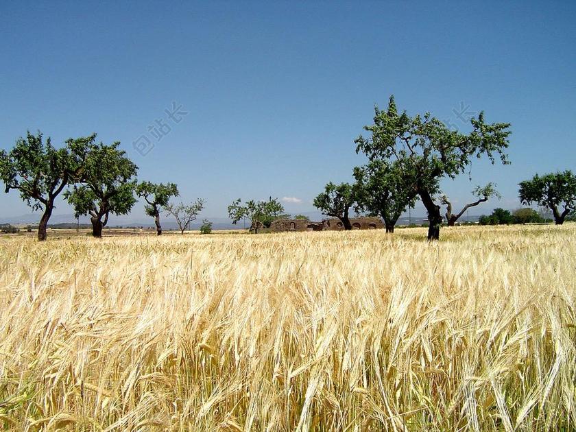 粮田 萨凡纳 VELD 原野 金合欢 合欢树 平原 农场 墅