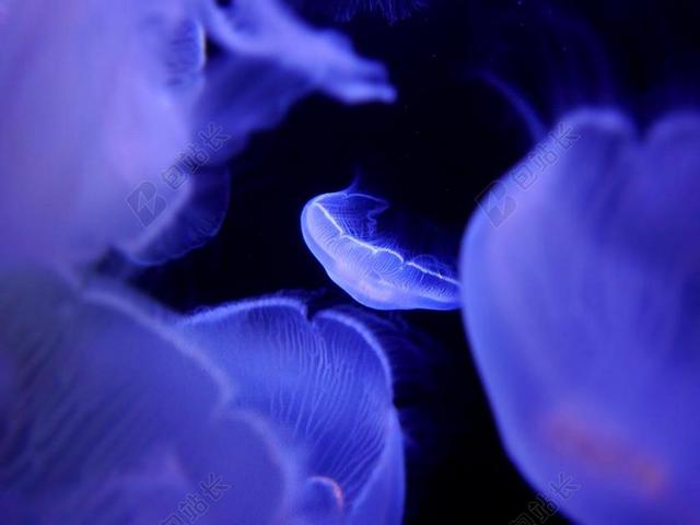 水族馆唯美游泳的水母背景图片