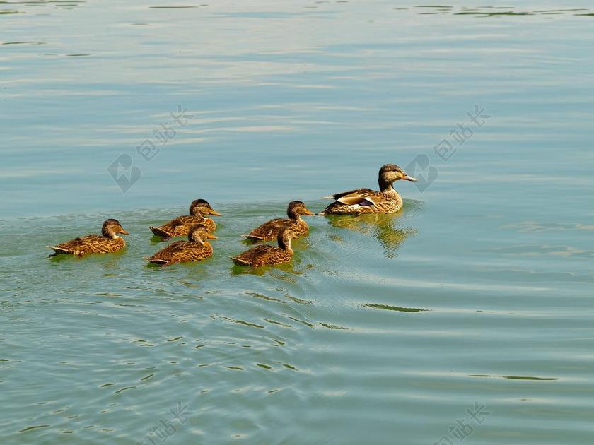 鸭 小鸭 鸟 家庭 湖 水 野鸭 池塘 动物 钢笔