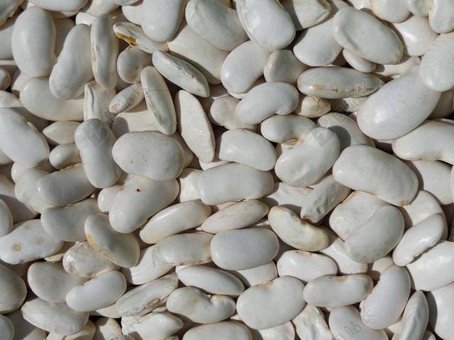 豆 蔬菜 食品 健康食品 烹饪 新鲜 收藏 培养的 健康