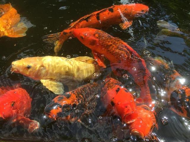 鱼 锦鲤 池 鲤鱼 多彩