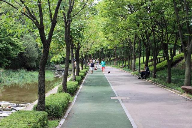桌面 壁纸 公园 步行 街 木材 森林 慢跑