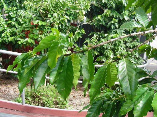 咖啡豆 咖啡 豆类 咖啡厂 植物 自然 叶子 植物区系