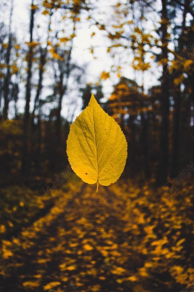 自然秋天的落叶背景图片