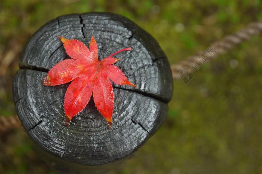 枫 秋天 叶 红色 秋叶 红叶 叶子 雨 性质 秋天的叶子