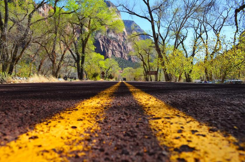 生活 美 现场 路 沙漠 动物群 植物区系 沥青 车道