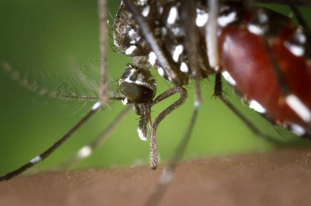 蚊子 女性 白纹伊蚊 人体的血液供应 亚洲虎蚊 西尼罗河病毒的载体
