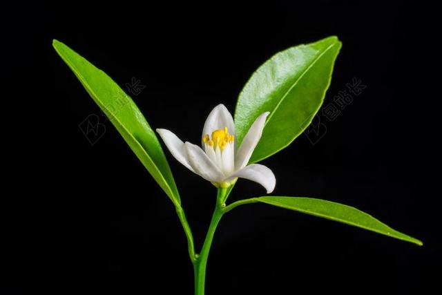 橙花 小花朵 白 黄色