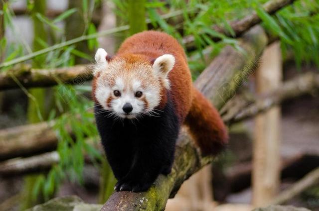 小熊猫 可爱 竹 哺乳动物 在声音的濒危 登山者