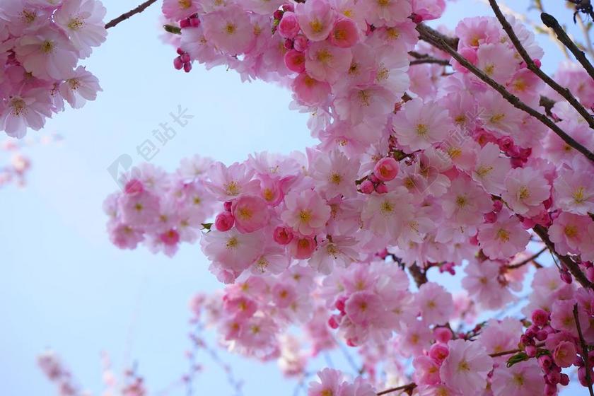 日本樱花树 鲜花 日本樱花 观赏樱花 樱花 开花 树 粉红色