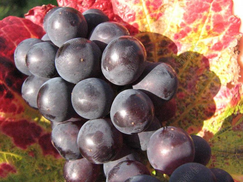 葡萄 红色 酒 厂 叶子