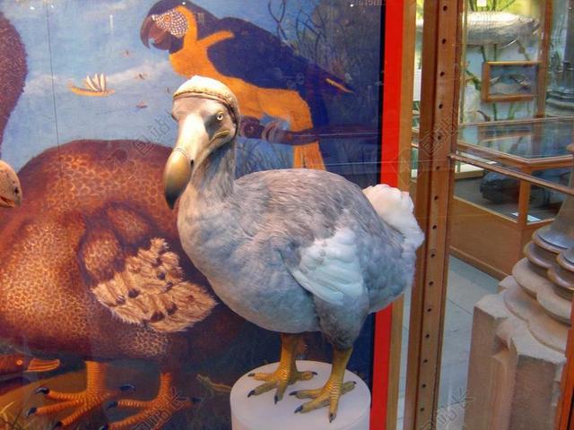 渡渡鸟 鸟 灭绝 画 图 毛里求斯 陆地 COLUMBIDAE