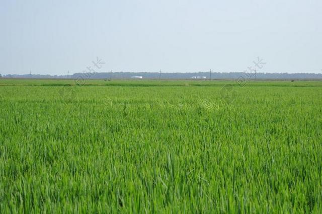 自然户外水稻田背景图片