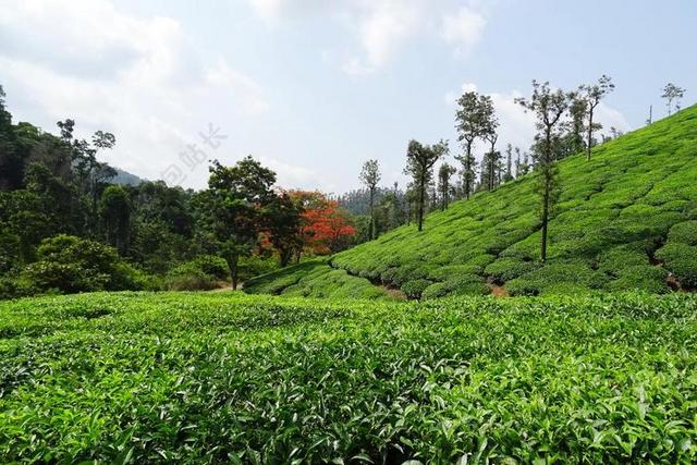 自然茶花园背景图片