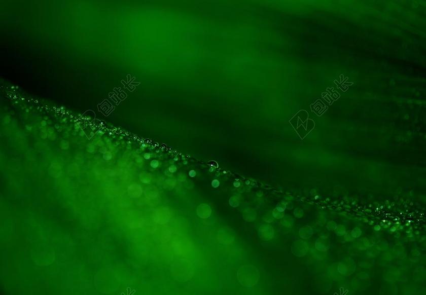 叶子 绿色 皮影戏 叶脉 性质 墨绿色 光 色度的绿色 浅绿