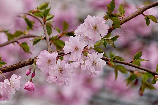 日本樱花 粉红色 树 梅花石楠 春天