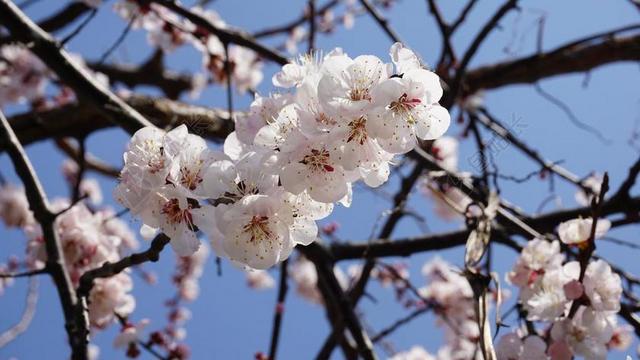 杏花 木材 鲜花 春天的花朵 植物