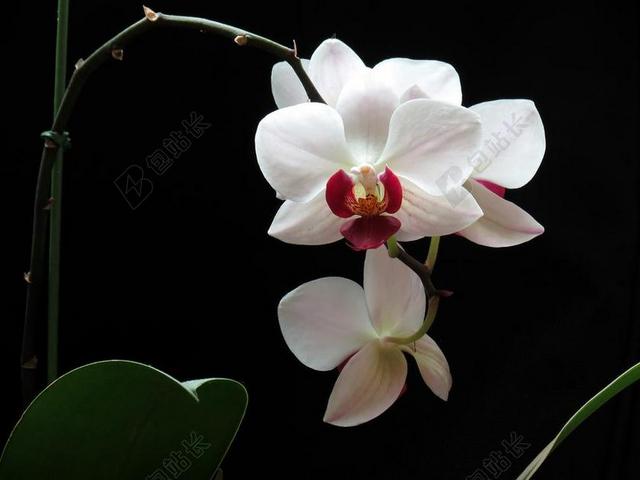 鲜花 大自然 兰花