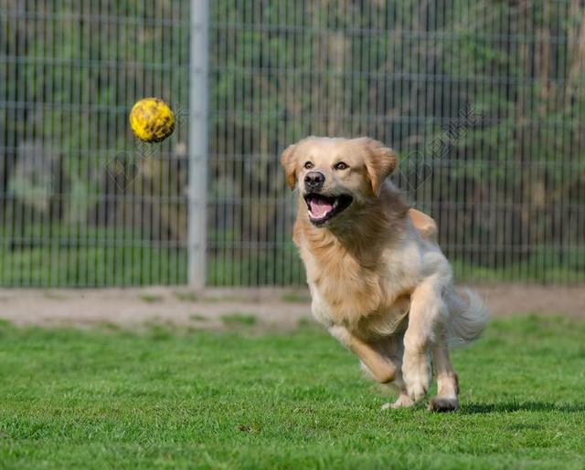 运动户外金毛猎犬游玩背景图片