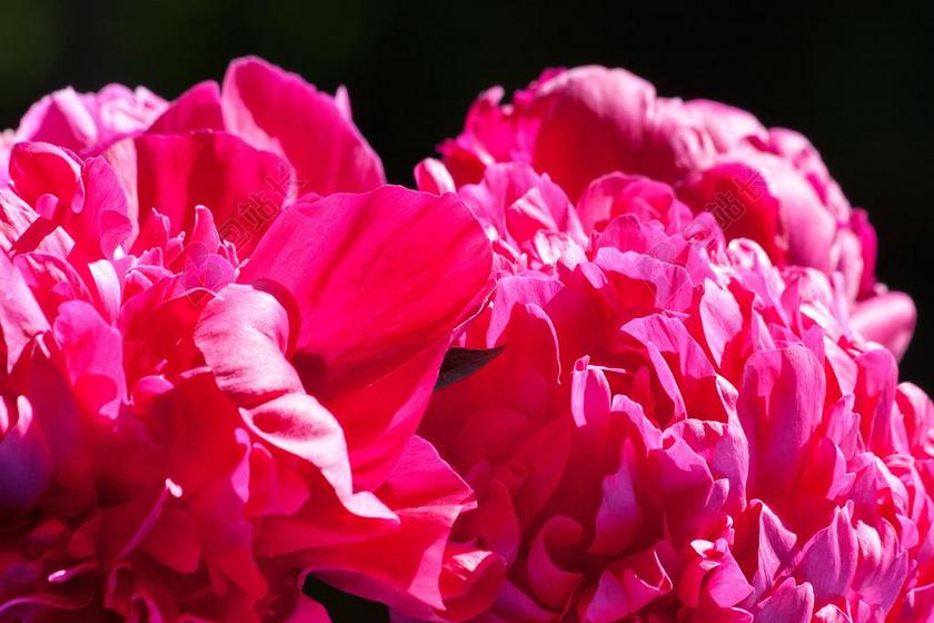 唯美盛开的牡丹背景图片