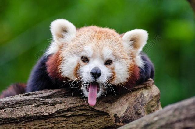 小熊猫 打呵欠 讲英语 可爱 好奇 哺乳动物 在声音的濒危