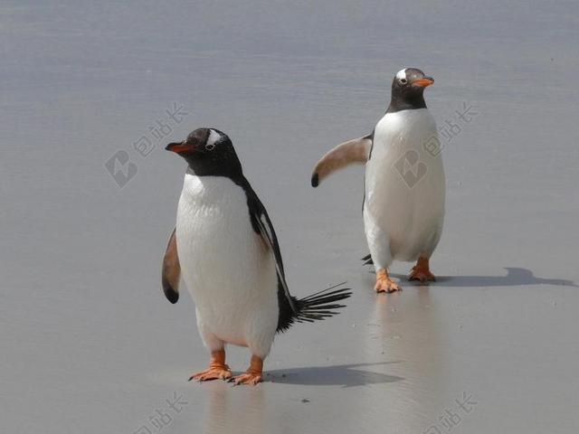 GENTOO 企鹅 企鹅 南极洲 鸟类 水禽 南部的海洋