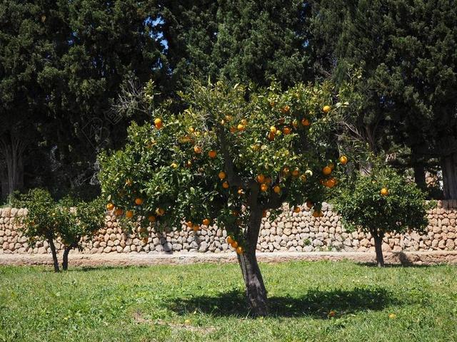 橙 奥兰治格罗夫 种植园 ORANGENGARGEN 橙色鲍姆加滕