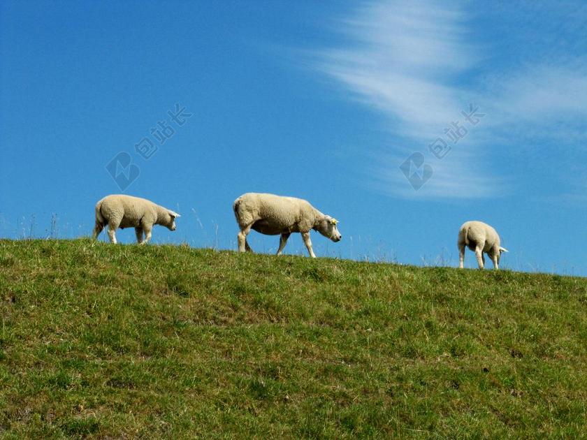 清新农村行走的羔羊背景图片