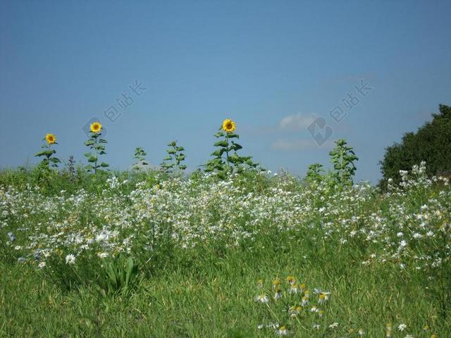夏季 花多 洋甘菊 向日葵 野生花卉