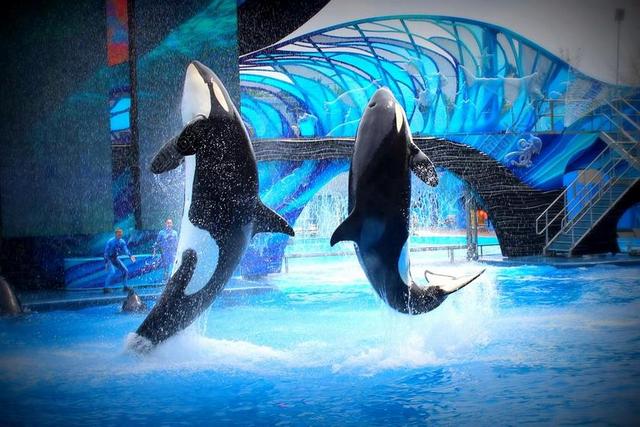 海洋世界 杀人鲸 跳 水族馆 显示