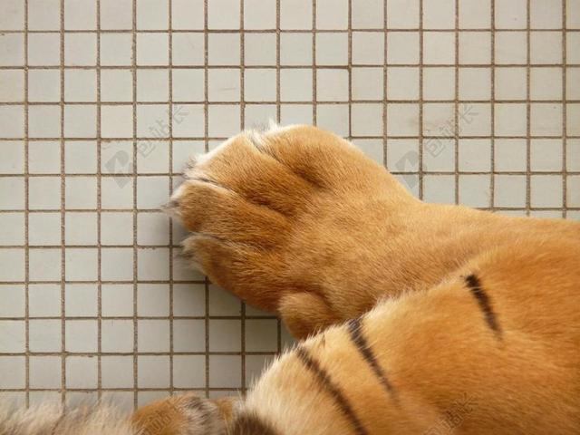 老虎爪子 爪子 苏门答腊虎 虎 猫 捕食 危险