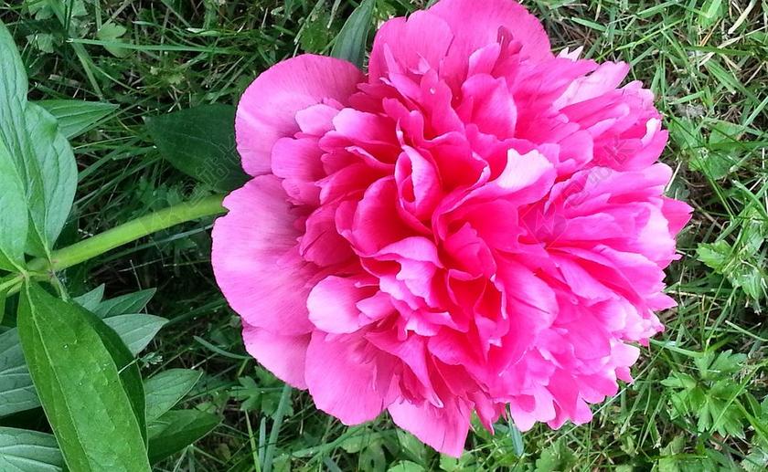 牡丹 开花 芽 红色 美丽 美 厂 花瓣 颜色 大