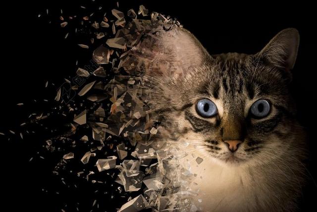 猫 背景 处理 润饰 分散 影响 PHOTOSHOP中 条约