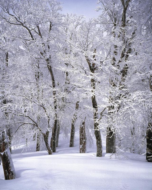 景观 日本 白神山地 山毛榉森林 雪景 纯白色 山神 一月