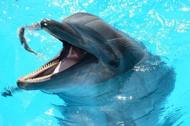 海豚 海洋生物 鱼在水中 海洋 鱼 哺乳动物 演出 海豚馆