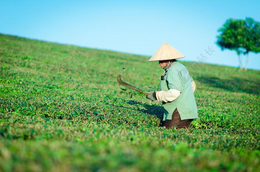 山茶树 人 劳动 工作 绿 山 小山 春天 晴朗 独