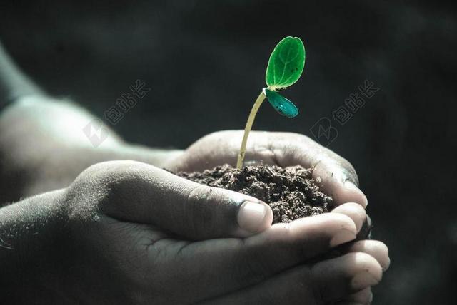 清新手上的土壤生长的植物背景图片