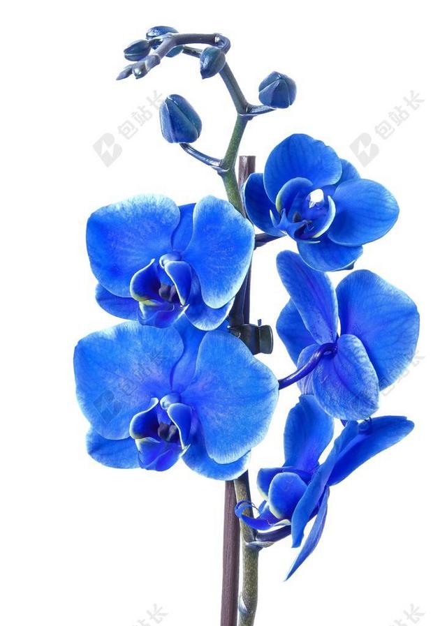 蝴蝶兰 兰花 色蓝 花 热带 厂 开花 盛开 蓝色 植物群