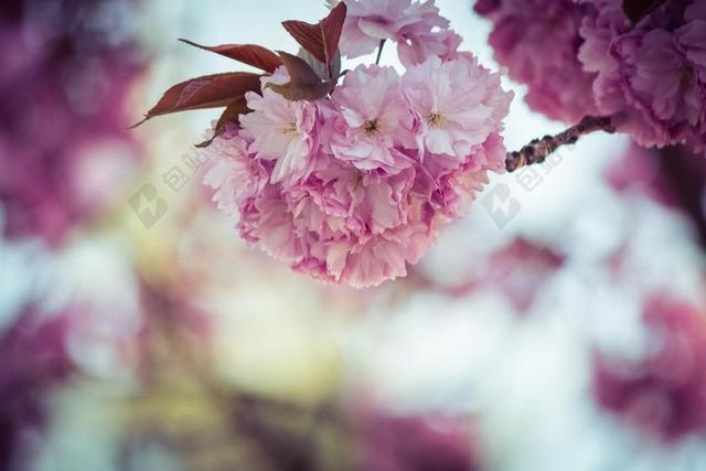 日本樱花 梅花石楠 树 春天 粉红色 开花 鲜花