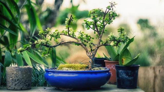 植物 盆景 树 绿色 自然 小 园艺 锅 微型 日本
