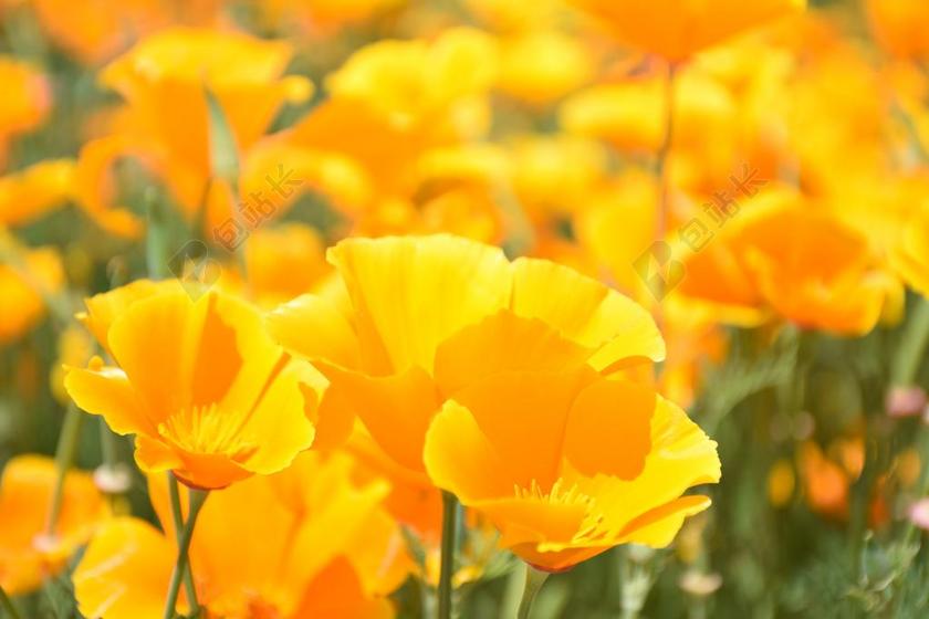罂粟科罂粟属 罂粟 虞美人 开花 花卉园 黄色的花朵 盛开