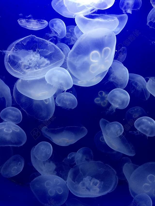 海蜇 海 水兽 海洋动物 钵水母纲 沉思 冥想 蓝色 家庭