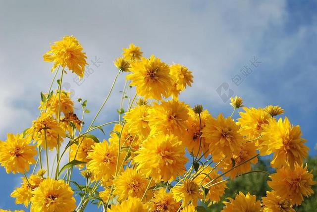 自然黄色鲜花背景图片