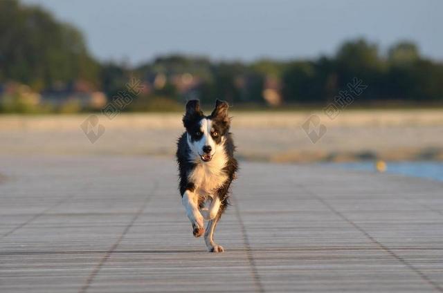 黑色改革可爱边境牧羊犬背景图片