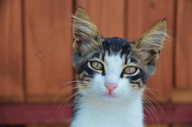 唯美小猫特写背景图片