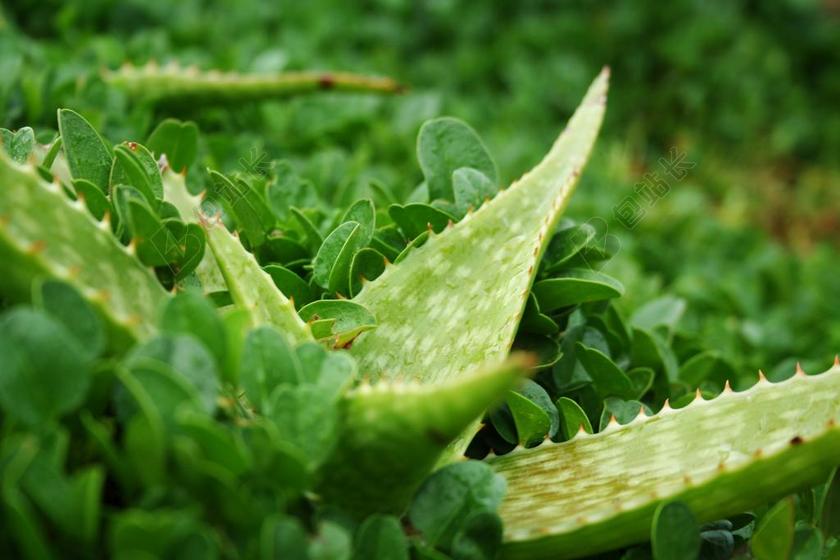 唯美草地上生长的芦荟背景图片