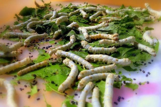 蚕 昆虫 毛虫 野生动物 甲虫，昆虫 小 茧 野生 昆虫学